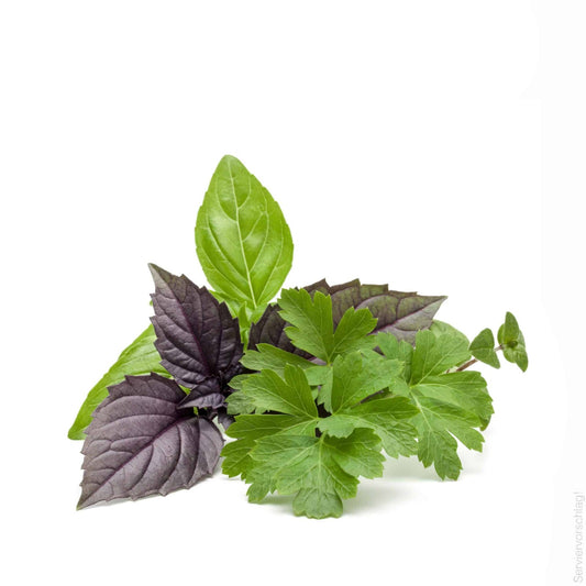 italienische-kräuter-shutterstock_603069581-05