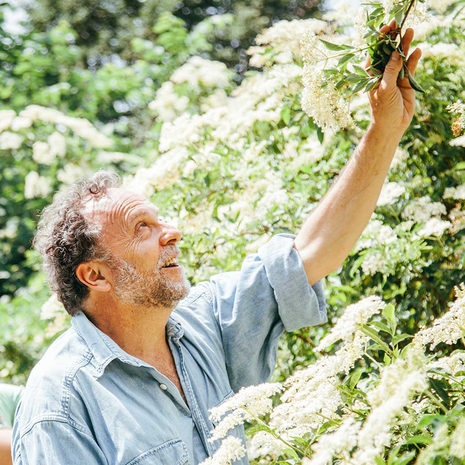 HolunderBlütenWunder Holunderblüten pflücken Gründer